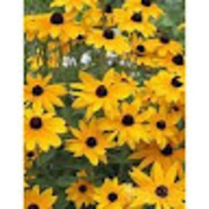 Meet your Posher, Jayne